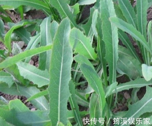 野草|农村的这一种“救命草”,以前被人嫌弃,殊不知竟竟是养生良药!