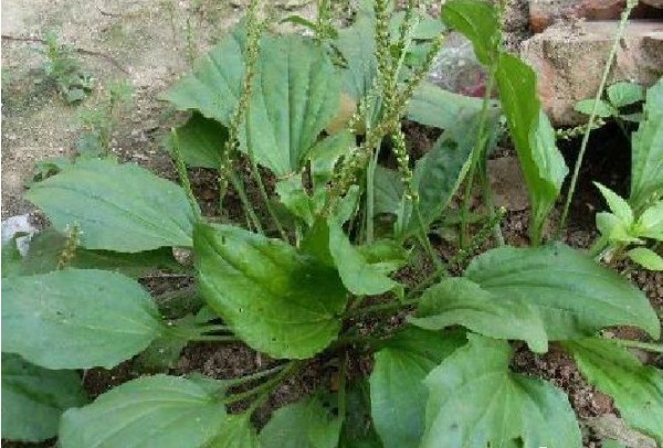 抗癌王|被埋没在农村的5种“抗癌王”,效果比蒲公英还要好100倍