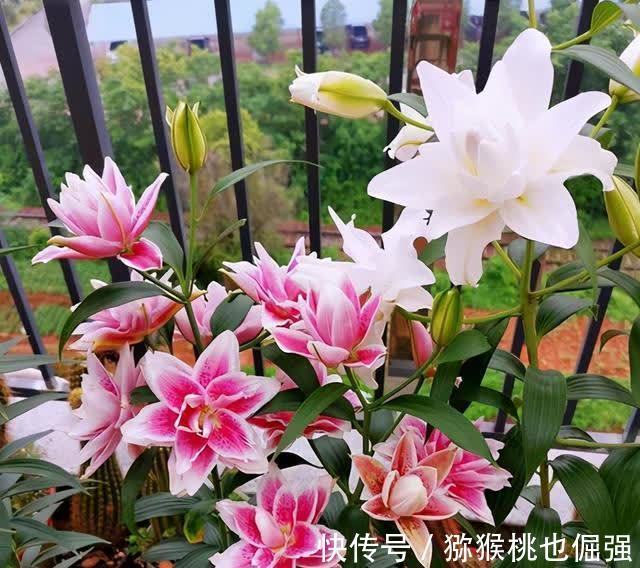 香雪兰|鲜花家里放，花旺“人不旺”，养花4个坑，人不健康，家不旺