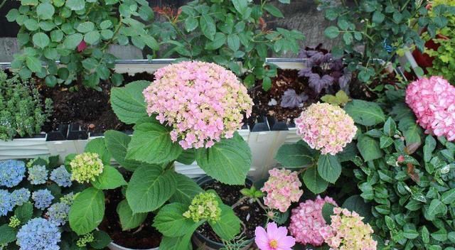 扦插|夏天有2种花,又热又晒也开花,扦插即活,皮实好养