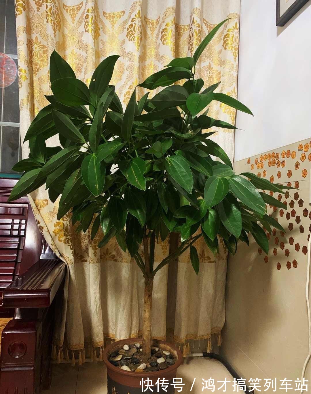 这6种花,是净化空气的小能手,为了健康,家里一定要放一盆