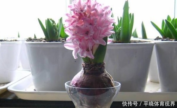 还在养绿萝和吊兰?老婆种个洋葱头,开的花比玫瑰好看多了!