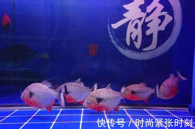 鱼缸里的观赏鱼,如果没有什么病,鱼腥味就不会很严重!