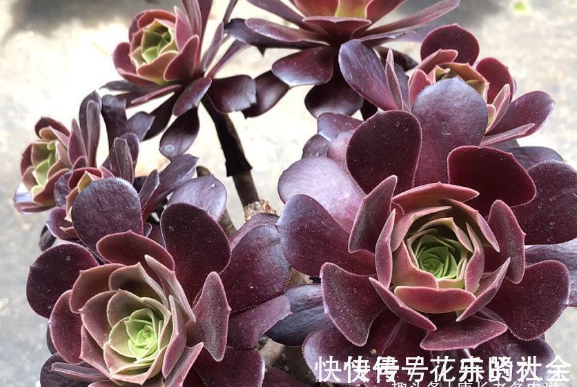 叶片|想把自己的法师多肉养成碗的形状？那必须得满足4个要求才行