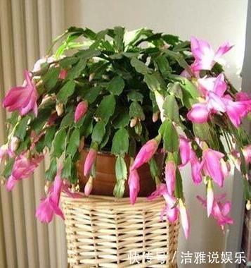扦插蟹爪兰,掐准“时间点”,根系嗖嗖窜,养出“杠杠厚”好叶片
