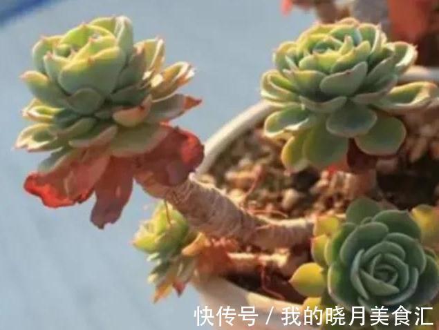 多肉植物得黑腐病是什么原因造成的,学会7个方法可预防此病害