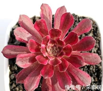 20款适合新手养的多肉,就算是养花杀手,也能养得又胖又美!