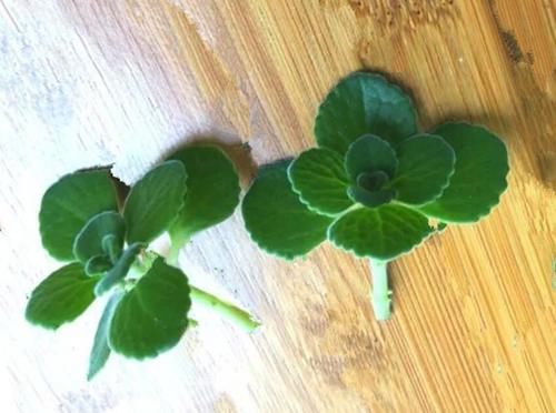  碰碰香|四种花一年四季能插扦，生根很容易，掌握方法才是重点