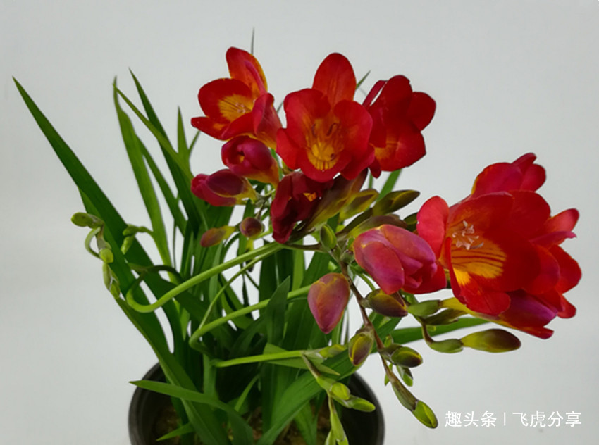 十种最适合新手养的花，怎么折腾都好养，总有一款适合你