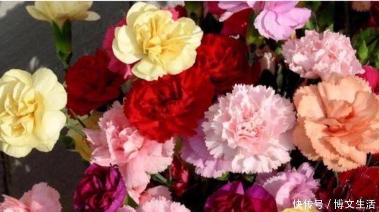 粒状土|4种花好养又漂亮，花香四溢飘满屋，阳台变成小花园