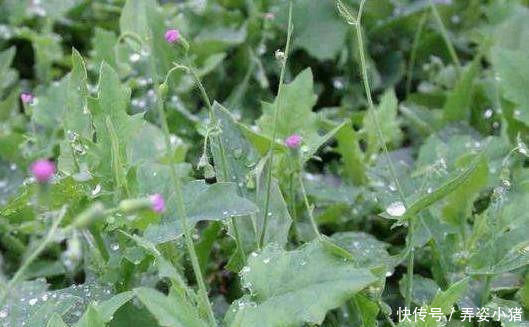 农村|农村常见的一种野草,人称“羊蹄草”,味道似茼蒿,很美味