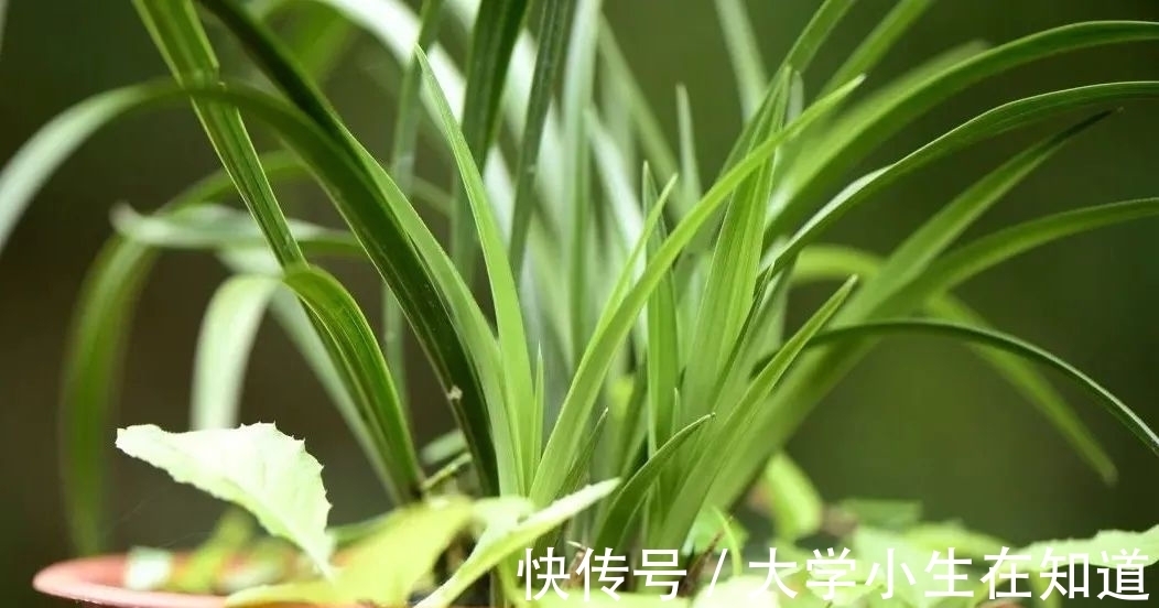 兰花烂根后最怕什么?正确处理有技巧,这4种会加速兰花枯死