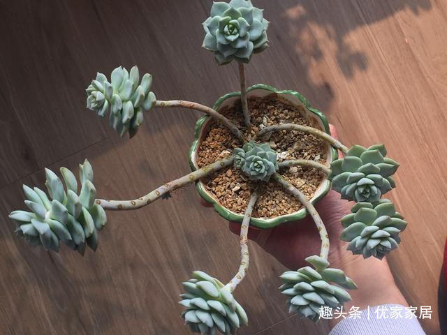 公认的叶插能力很强的10种多肉,新手放心养,轻松变成多肉大户