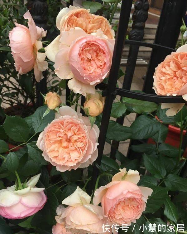 贝拉|家里有院子,建议养这5种花,高级的私家花园至少养一种