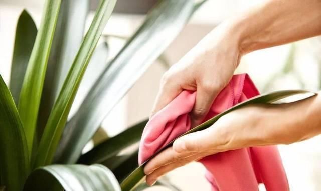 般的|室内盆栽绿植的叶片上有露珠般的东西,摸起来黏黏的,啥情况