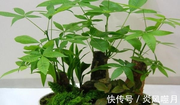发财树黄叶,掉叶子?都是2个“小疏忽”,看看你犯了没有