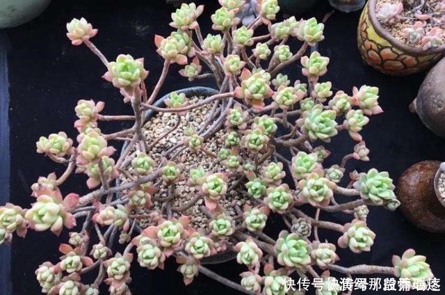 多肉|花友养多肉3年，全都养成了老桩，全靠这6个品种，真是太明智了！