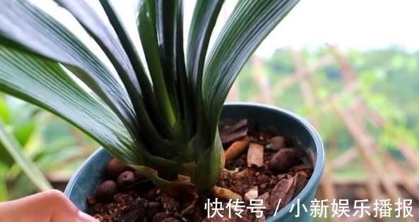 2种“树皮”捡回来养花,在盆里埋“1点”,花卉不烂根、不黄叶