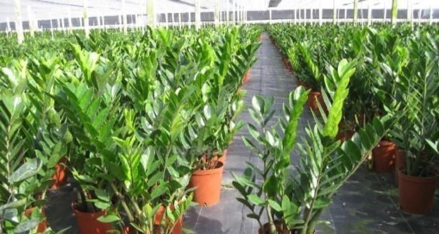 家里养盆金钱树,叶片四季翠绿,招财又纳福,金钱树养护窍门