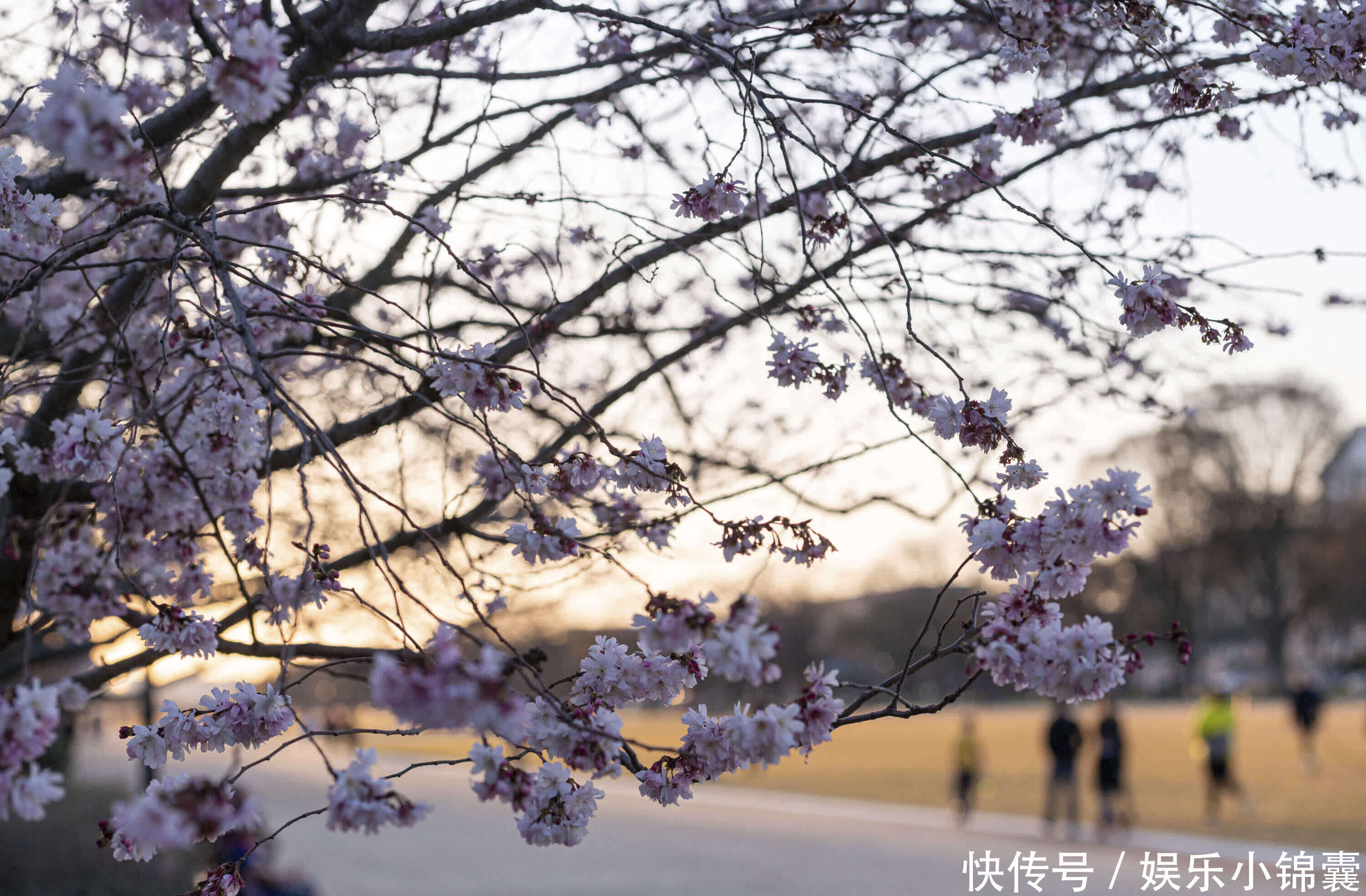 美国华盛顿特区一年一度樱花节开幕：春日气息浓厚 游客寥寥无几