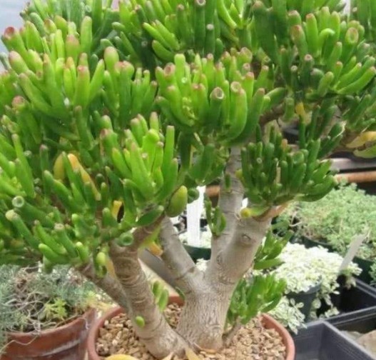 “客厅见叶,家大业大”,8种盆栽任选一种,高雅“贵气”寓意好