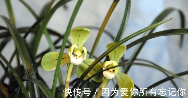 兰花凋谢后,早做3件事,新芽还比老苗多