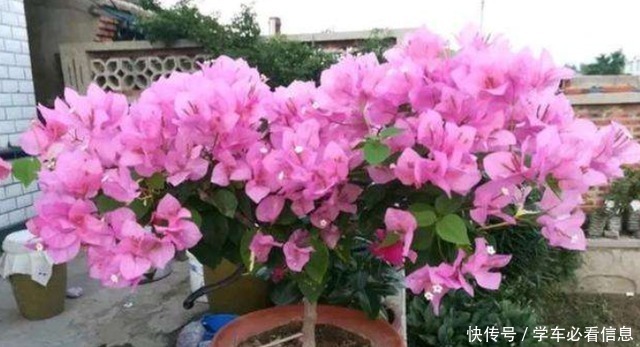 根系|给三角梅换盆,3件事情不能做,否则一年不开花,甚至会烂根!