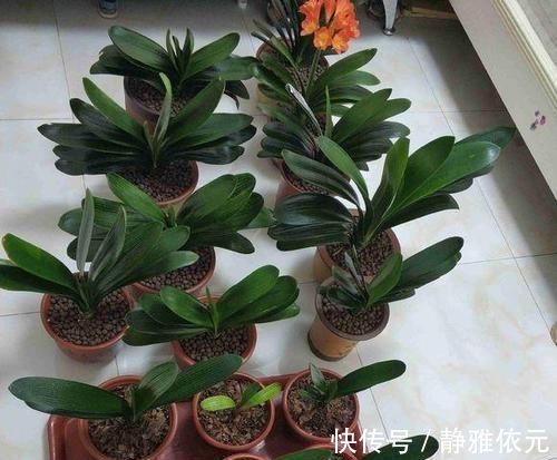 竹签子|不会养君子兰？插根竹签子，立竿见影，养出高品质君子兰