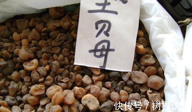 巫师|告诉家乡人,山中遇见此草,请别摘掉,目前1000多元一斤