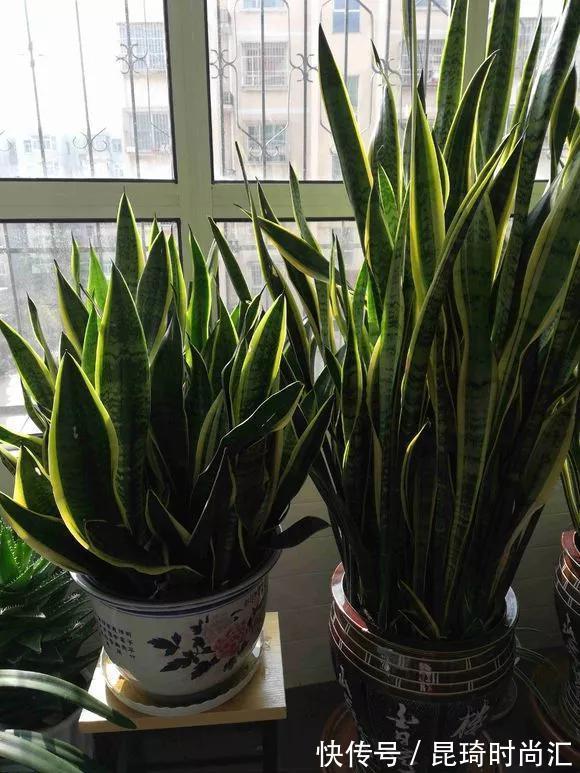 金枝玉叶|极难养死的4种花,太省心,丢阳台不管,轻松长爆盆