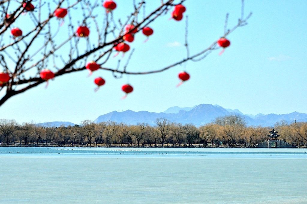 昆明湖|北京颐和园昆明湖上演白天鹅交响曲