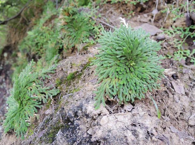 岩柏草|家乡若是有1种“还魂草”,请保护起来,花店里15元1盆,太值钱!