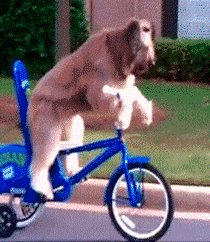 |搞笑动图:这狗牵出去一定霸气!