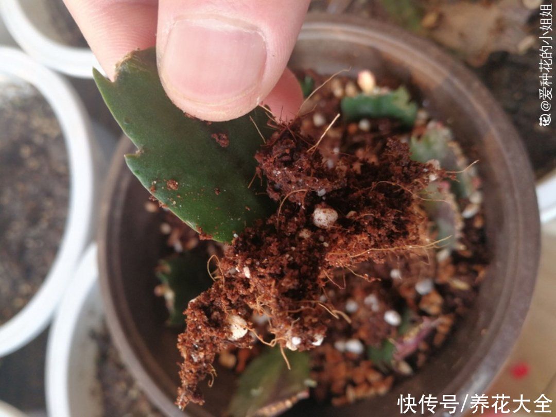 7种“落地生根”花，春天多插几棵，成活率特别高