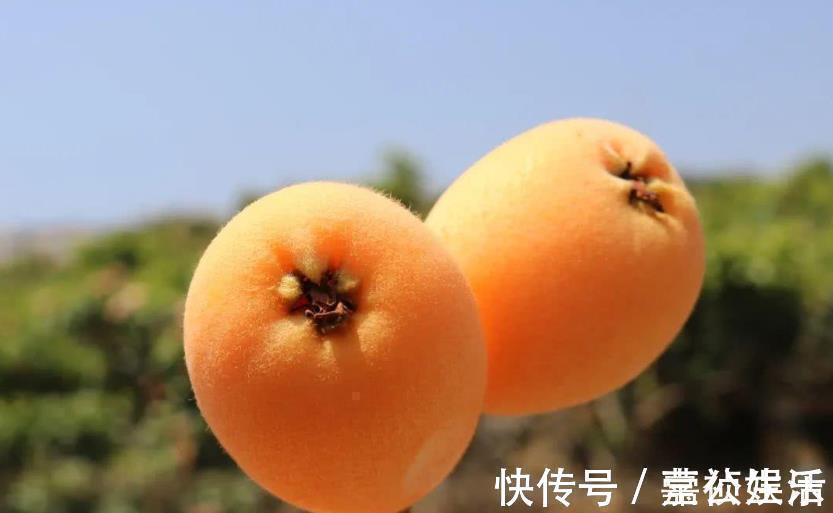 多汁|干咳的人多吃枇杷,买时别在意大小,记住4点,核小肉多汁水足