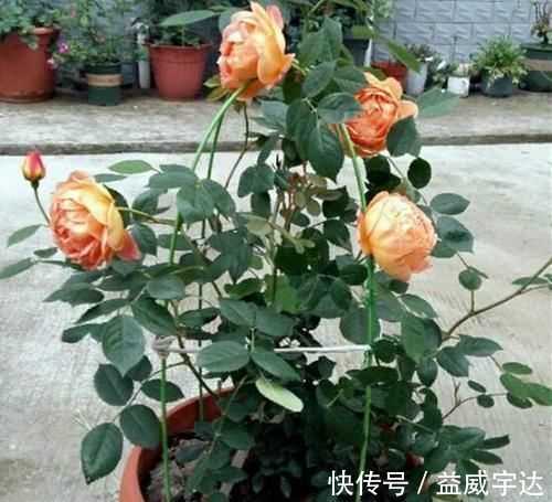 这2样东西,丢了是垃圾,养花却是宝贝,家家户户都有