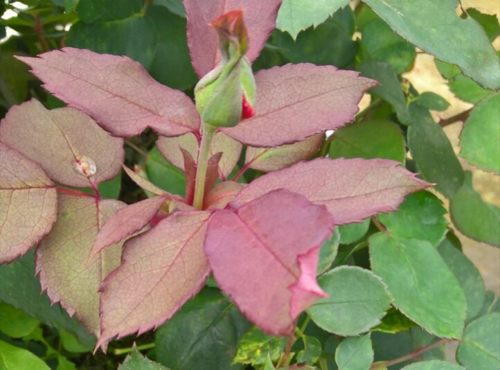 玫瑰花在花期施肥要点,玫瑰花全年施肥特点