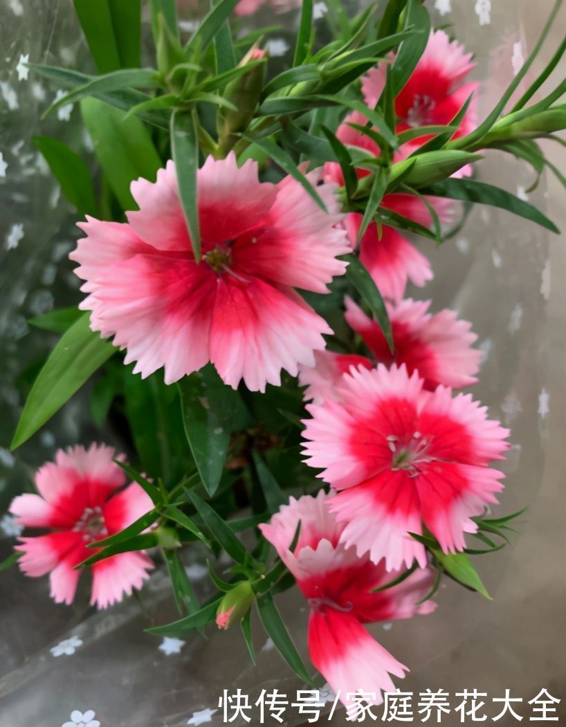 小花看着不起眼，家里摆一盆，邻居都说还挺好看