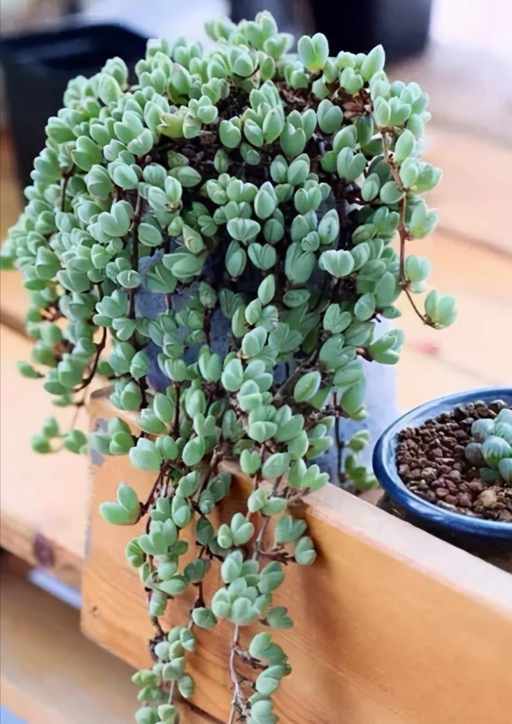 五种多肉,倒吊着,枝条流出花盆,一道“肉窗帘”