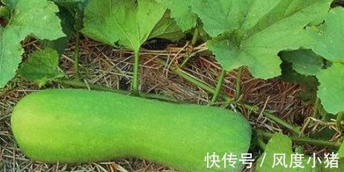 秋葵|老了不想骨质疏松,3种食物要常吃,强健筋骨,骨质疏松和你绝交