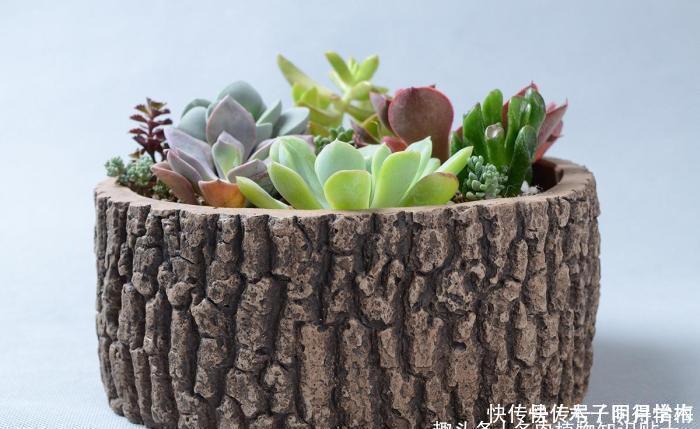 多肉种|把多肉种在石头里,你试过用石头当花盆吗?
