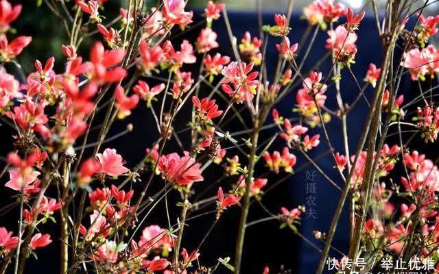 映山红是怎么种植的?掌握这些技巧,40天能生根,90天可成活