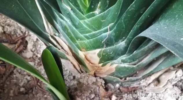 君子兰盆里长出小芽,我掰下来插土里,1年半后竟然开花了!