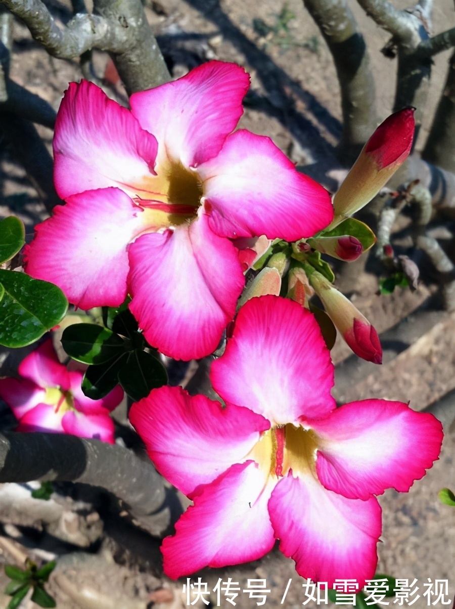 植株|养这几种花太省事了,放在阳台晒太阳,少浇水还能开花