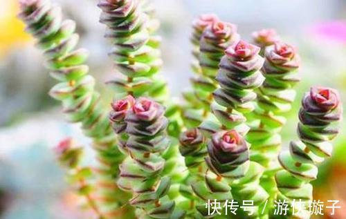 多肉钱串子扦插技巧,成活率99%,轻松一盆变多盆