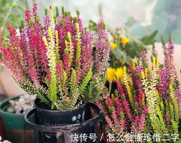 4种花养家里，多姿多彩、美轮美奂，四季有花开，花香四溢飘满屋