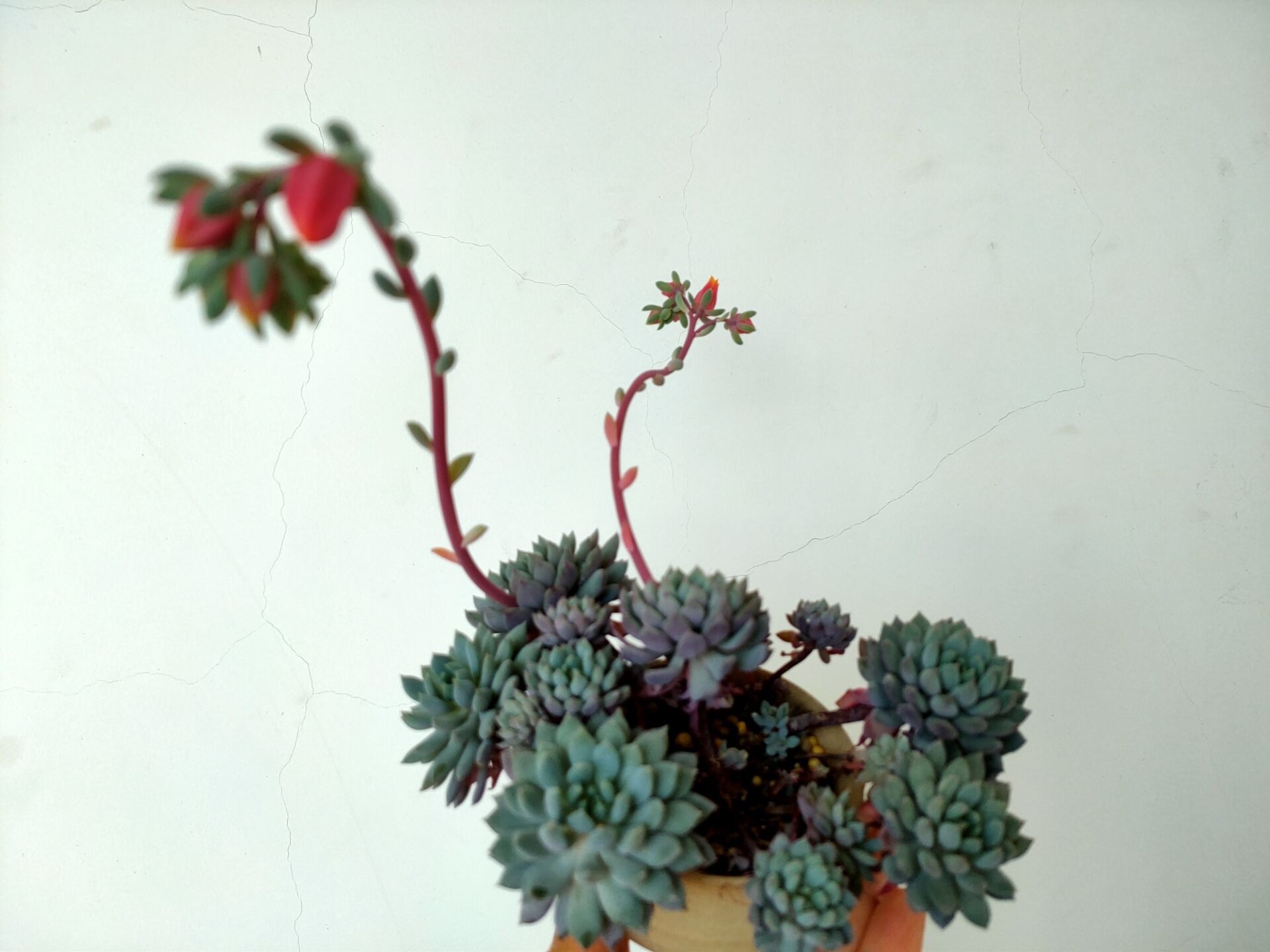 多肉植物出现徒长,及时改善养护措施,距“老桩”更进一步