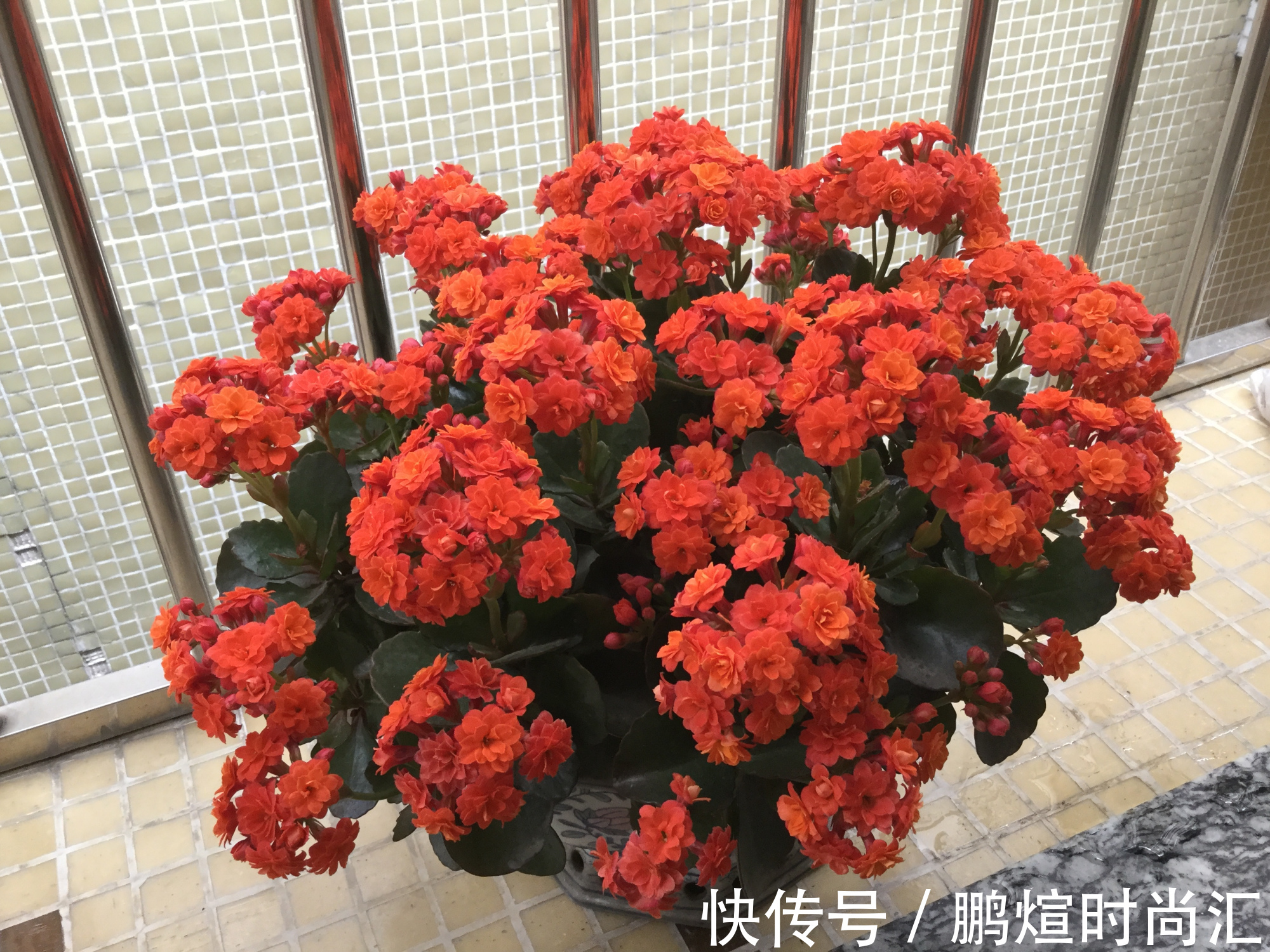长寿花|遮光的长寿花催花成功了吗?一起开袋检查,花苞一串串