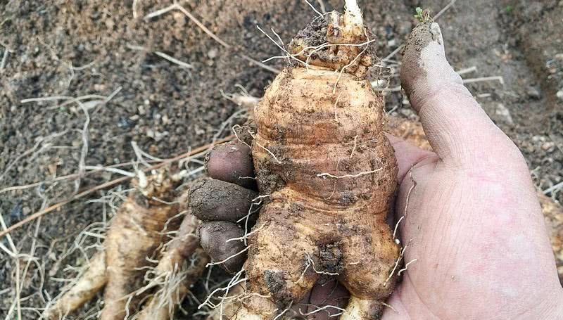 它叫“參”卻不是人參,長(zhǎng)在路邊過去常忽視,目前3元一兩