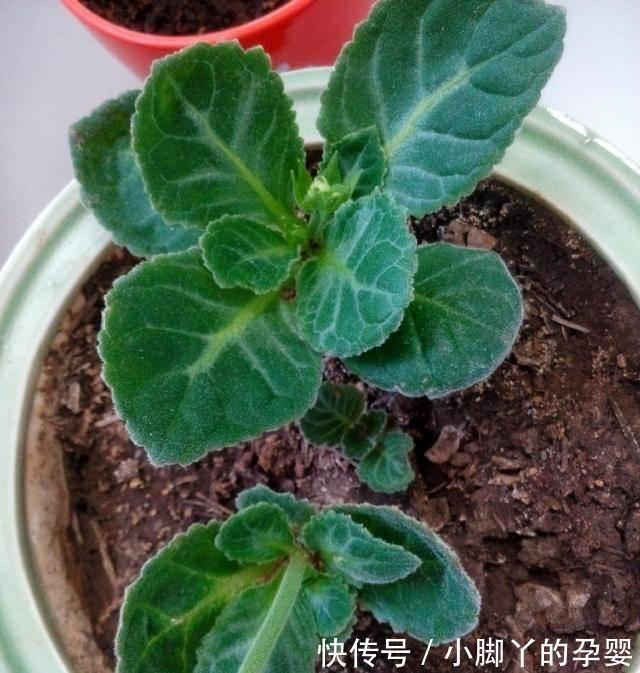 4种花,漂亮皮实又好养,用一片叶子也能扦插繁殖,绝了